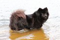 baden (4)